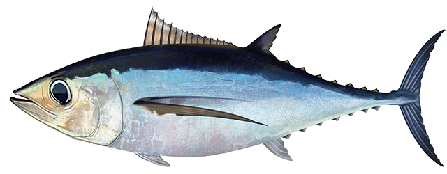 Pacific Albacore Tuna aka Thunnus alalunga